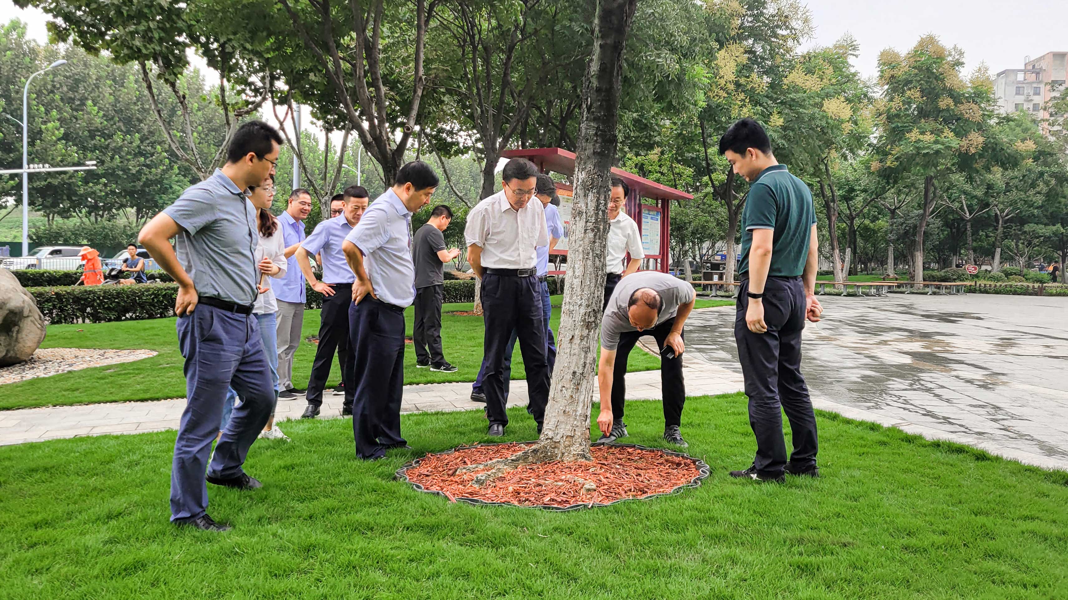 王民生副市长现场调度包河区林业园林工作(图2)